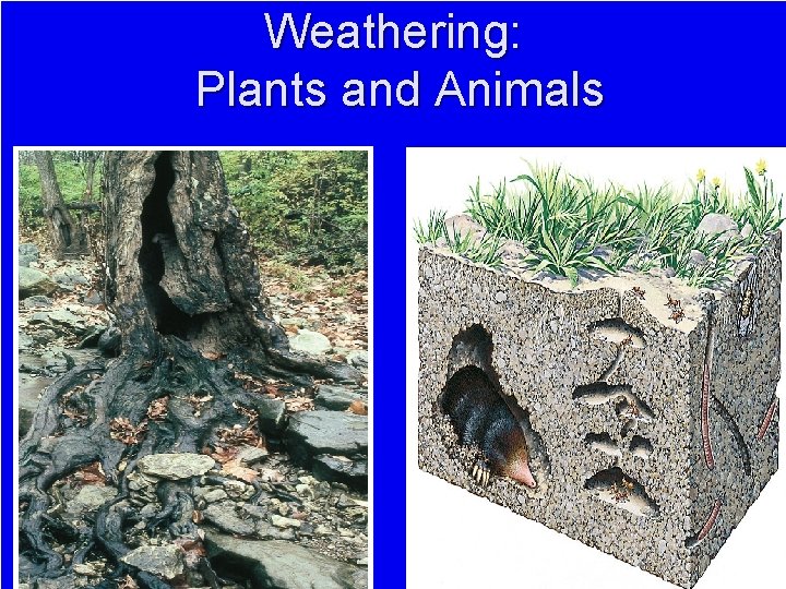 Weathering: Plants and Animals 