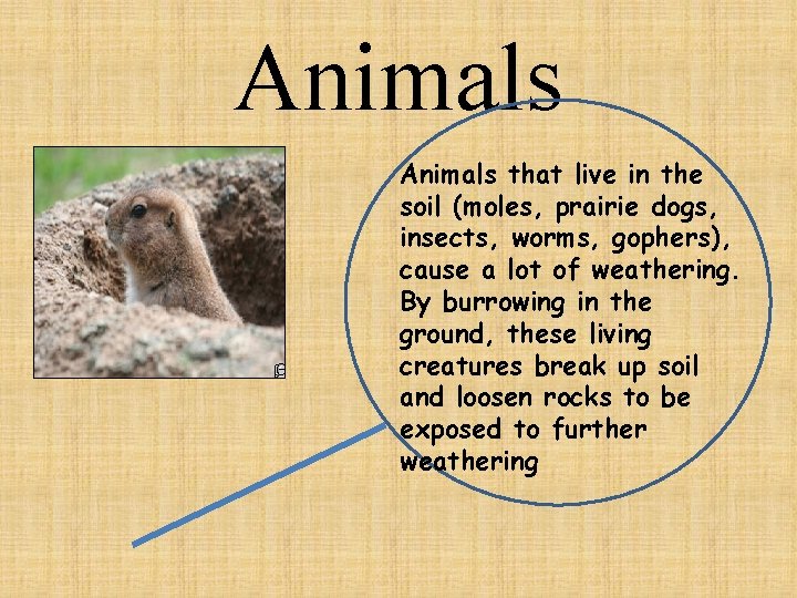 Animals that live in the soil (moles, prairie dogs, insects, worms, gophers), cause a