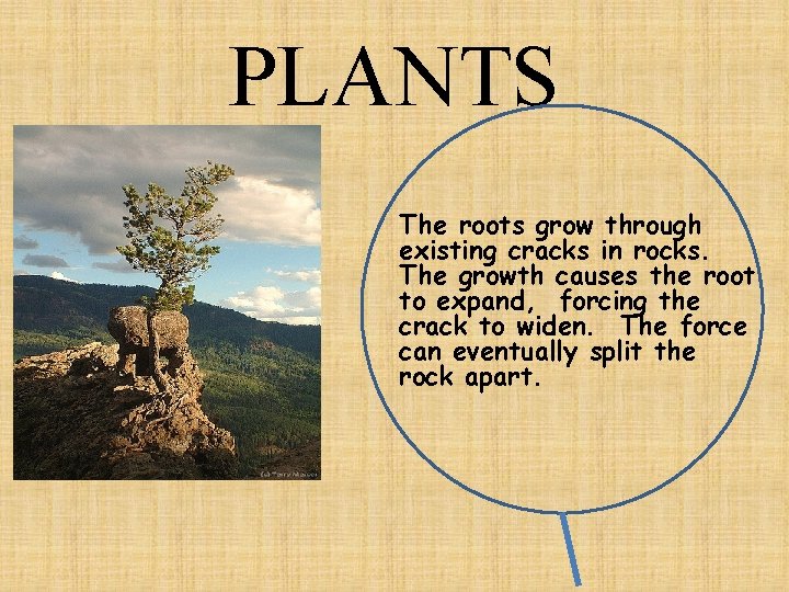 PLANTS The roots grow through existing cracks in rocks. The growth causes the root