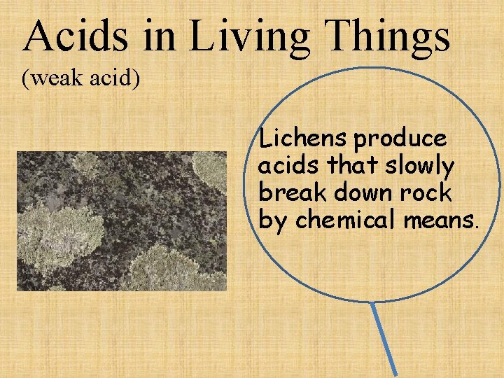 Acids in Living Things (weak acid) Lichens produce acids that slowly break down rock
