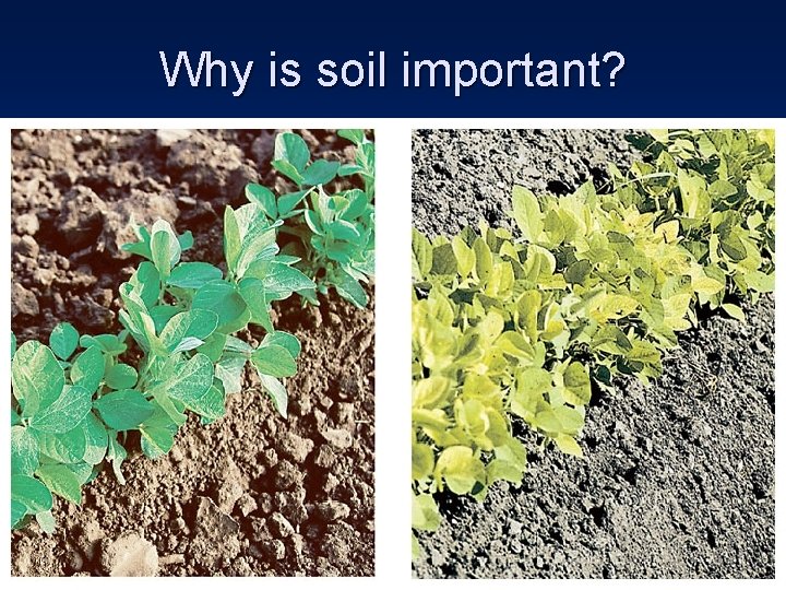 Why is soil important? 