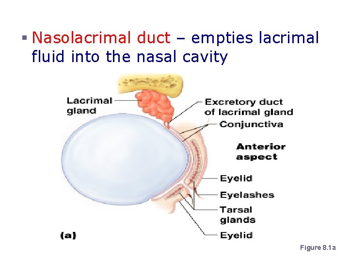 Accessory Structures of the Eye § Nasolacrimal duct – empties lacrimal fluid into the