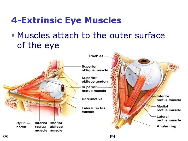 4 -Extrinsic Eye Muscles § Muscles attach to the outer surface of the eye