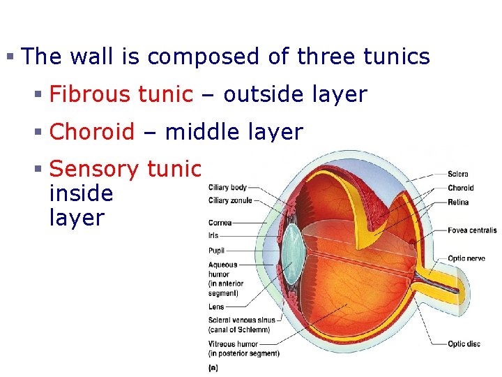 Structure of the Eye § The wall is composed of three tunics § Fibrous