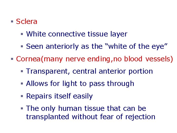 The Fibrous Tunic § Sclera § White connective tissue layer § Seen anteriorly as