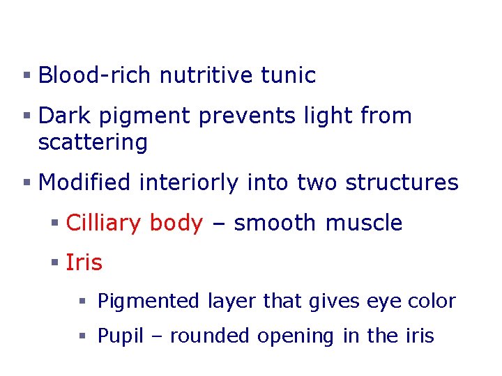 Choroid Layer § Blood-rich nutritive tunic § Dark pigment prevents light from scattering §