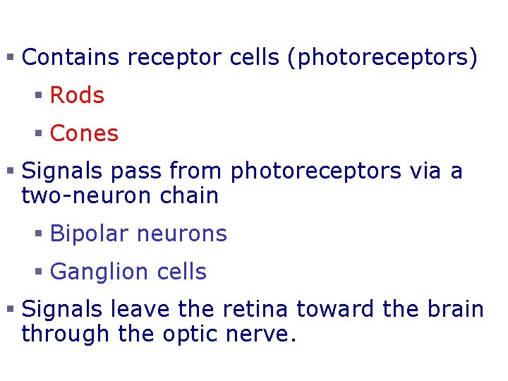 Sensory Tunic (Retina) § Contains receptor cells (photoreceptors) § Rods § Cones § Signals
