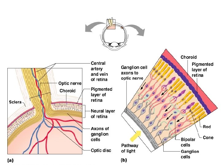 Neurons of the Retina Figure 8. 4 