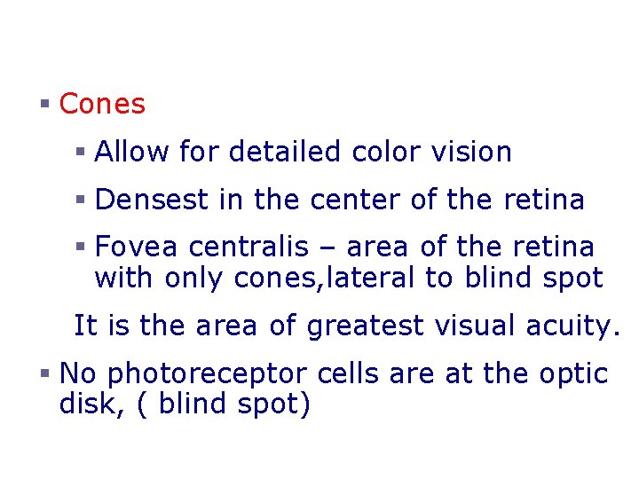 Neurons of the Retina and Vision § Cones § Allow for detailed color vision