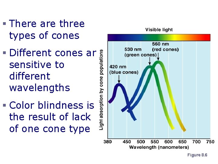 Cone Sensitivity § There are three types of cones § Different cones are sensitive