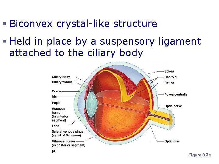 Lens § Biconvex crystal-like structure § Held in place by a suspensory ligament attached