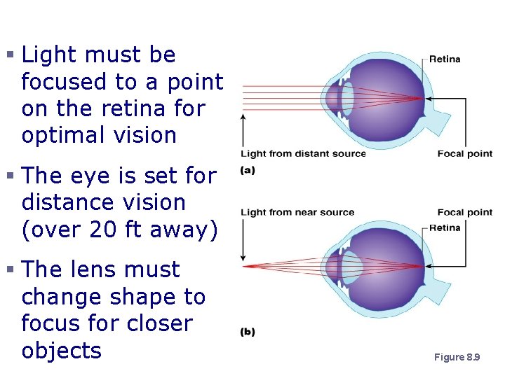Lens Accommodation § Light must be focused to a point on the retina for