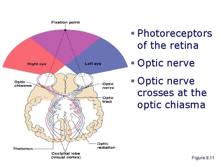 Visual Pathway § Photoreceptors of the retina § Optic nerve crosses at the optic