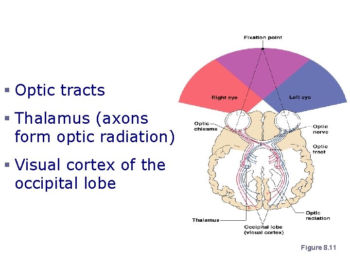 Visual Pathway § Optic tracts § Thalamus (axons form optic radiation) § Visual cortex