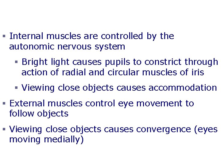 Eye Reflexes § Internal muscles are controlled by the autonomic nervous system § Bright