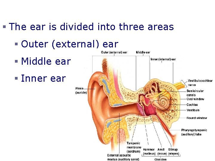 Anatomy of the Ear § The ear is divided into three areas § Outer