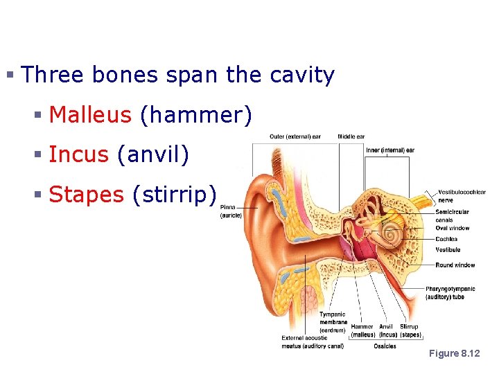 Bones of the Tympanic Cavity § Three bones span the cavity § Malleus (hammer)