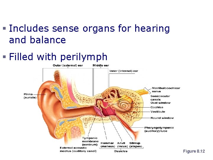 Inner Ear or Bony Labyrinth § Includes sense organs for hearing and balance §