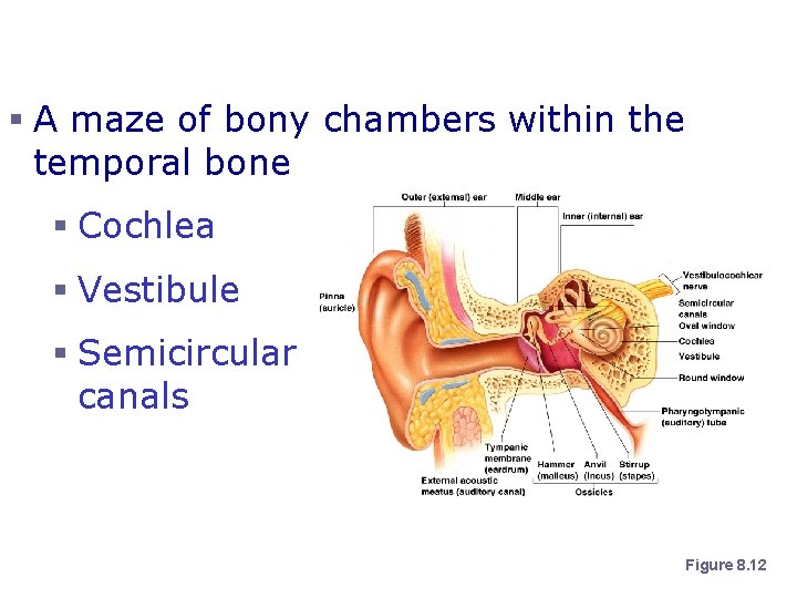 Inner Ear or Bony Labyrinth § A maze of bony chambers within the temporal