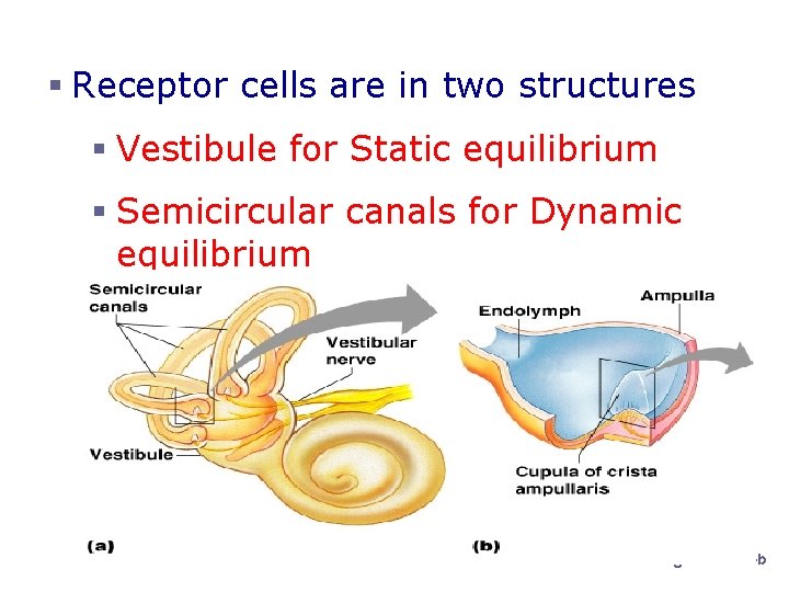 Organs of Equilibrium § Receptor cells are in two structures § Vestibule for Static