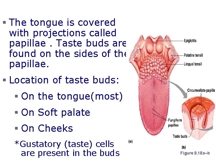 The Sense of Taste § The tongue is covered with projections called papillae. Taste