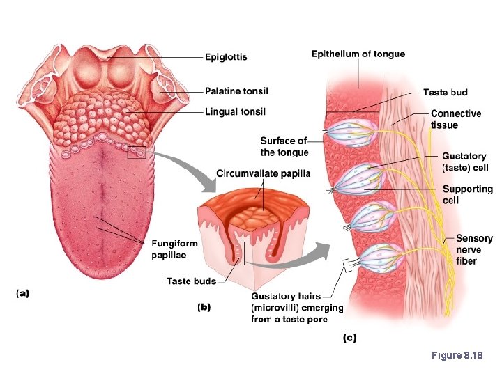 Anatomy of Taste Buds Figure 8. 18 