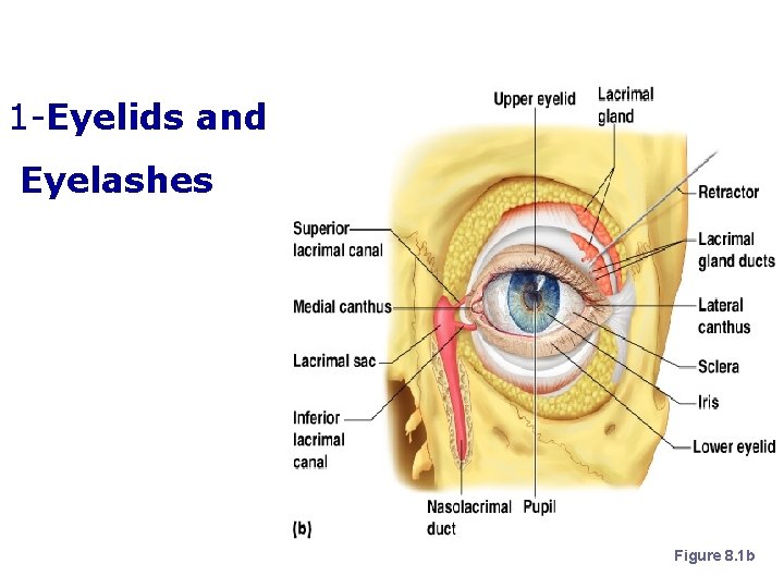 Accessory Structures of the Eye 1 -Eyelids and Eyelashes Figure 8. 1 b 