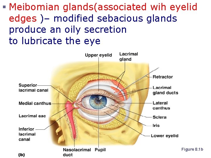 § Meibomian glands(associated wih eyelid edges )– modified sebacious glands produce an oily secretion