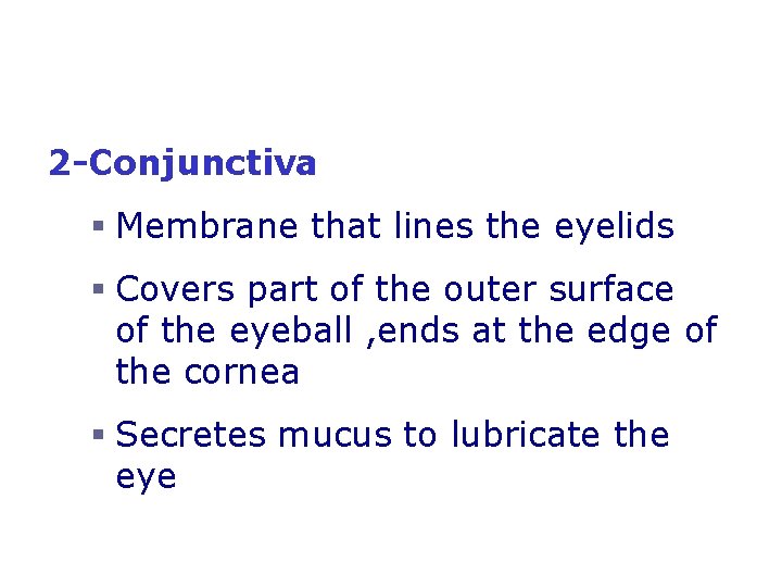 2 -Conjunctiva § Membrane that lines the eyelids § Covers part of the outer