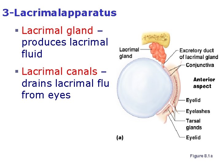 3 -Lacrimalapparatus § Lacrimal gland – produces lacrimal fluid § Lacrimal canals – drains