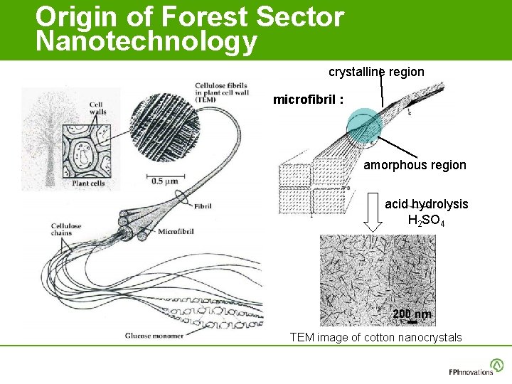 Origin of Forest Sector Nanotechnology crystalline region microfibril : amorphous region acid hydrolysis H Origin of Forest Sector Nanotechnology crystalline region microfibril : amorphous region acid hydrolysis H