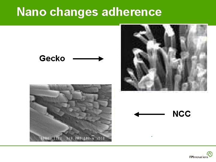 Nano changes adherence Gecko NCC Nano changes adherence Gecko NCC