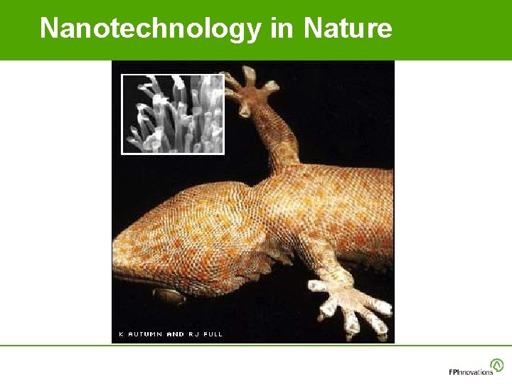 Nanotechnology in Nature Nanotechnology in Nature