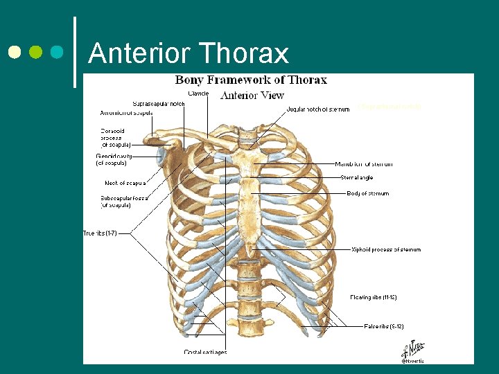 Anterior Thorax (Suprasternal notch) 