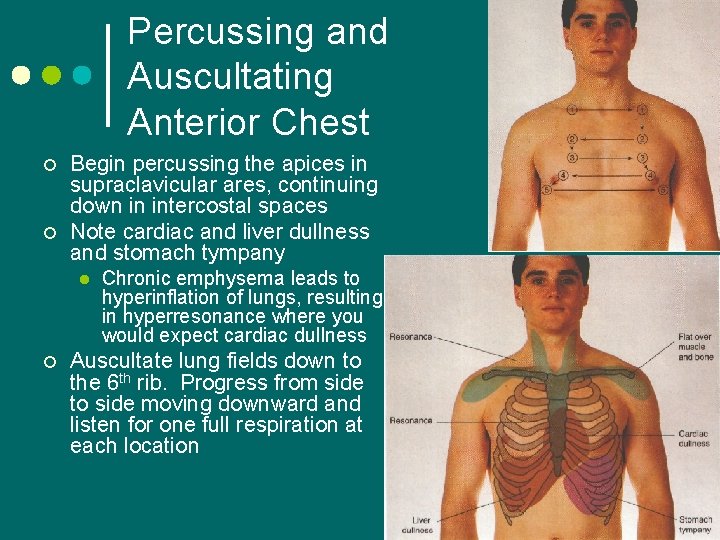 Percussing and Auscultating Anterior Chest ¢ ¢ Begin percussing the apices in supraclavicular ares,