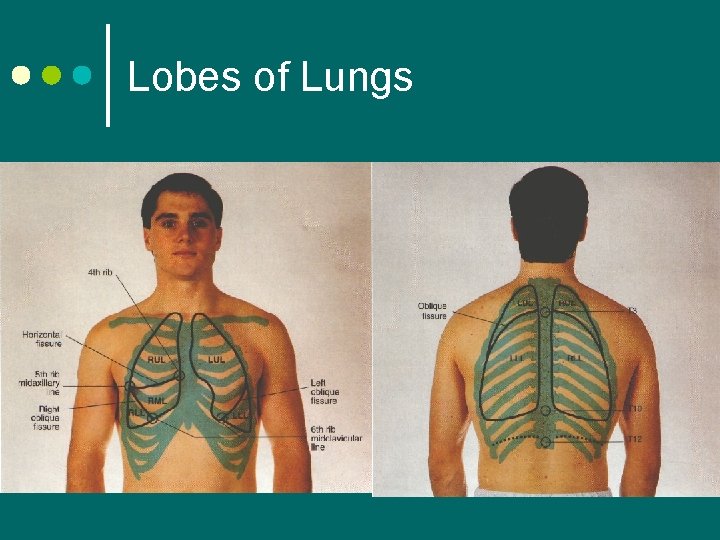 Lobes of Lungs 
