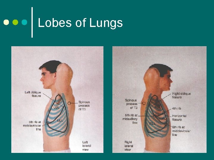 Lobes of Lungs 