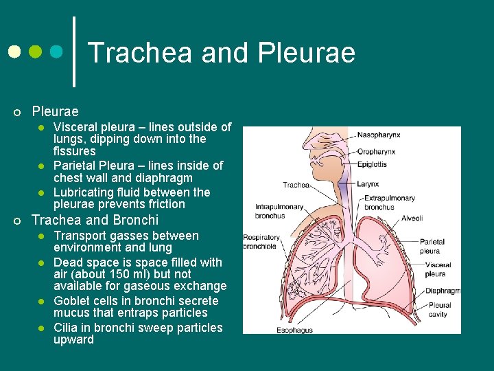 Trachea and Pleurae ¢ Pleurae l l l ¢ Visceral pleura – lines outside