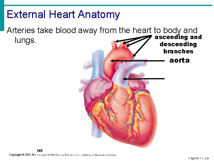 External Heart Anatomy Arteries take blood away from the heart to body and ascending