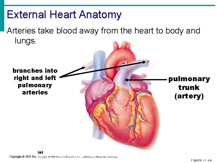 External Heart Anatomy Arteries take blood away from the heart to body and lungs.
