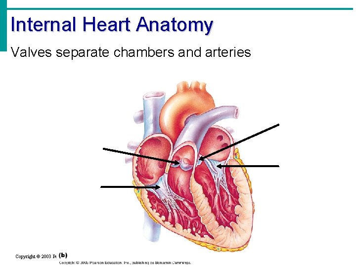 Internal Heart Anatomy Valves separate chambers and arteries Copyright © 2003 Pearson Education, Inc.