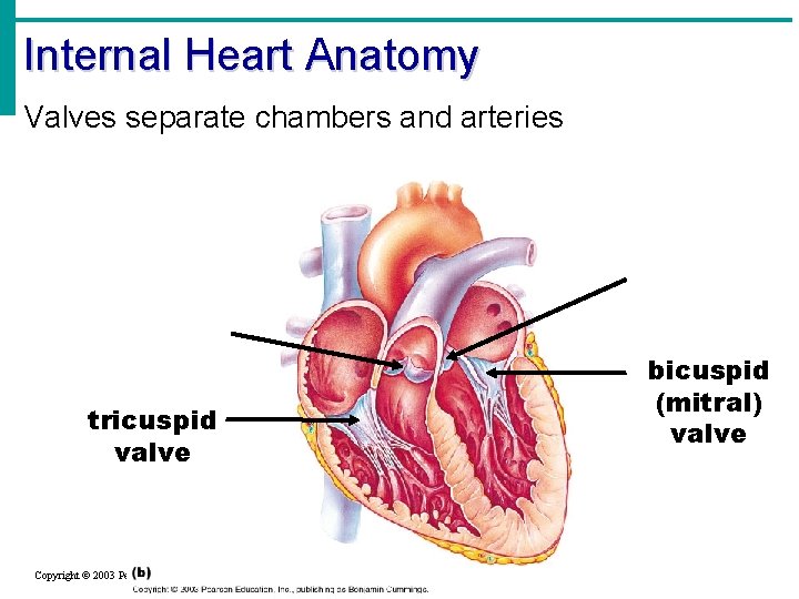 Internal Heart Anatomy Valves separate chambers and arteries tricuspid valve Copyright © 2003 Pearson