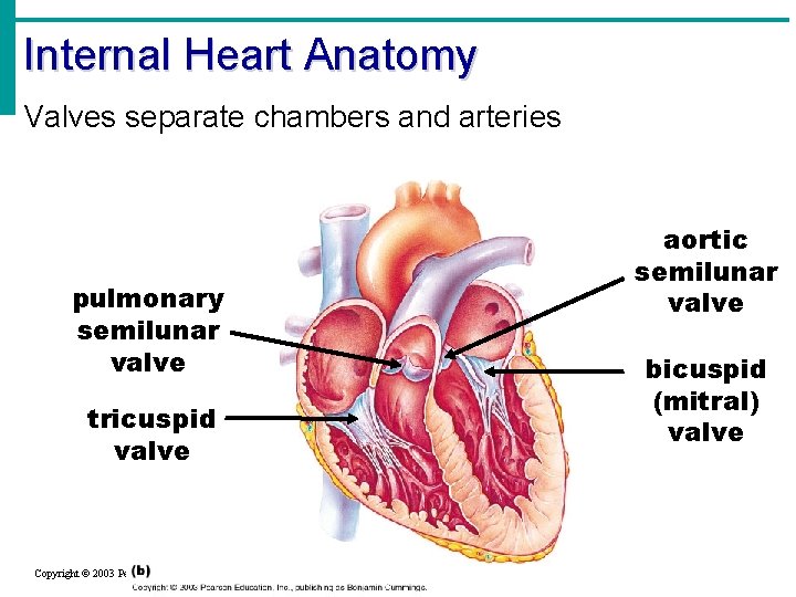 Internal Heart Anatomy Valves separate chambers and arteries pulmonary semilunar valve tricuspid valve Copyright