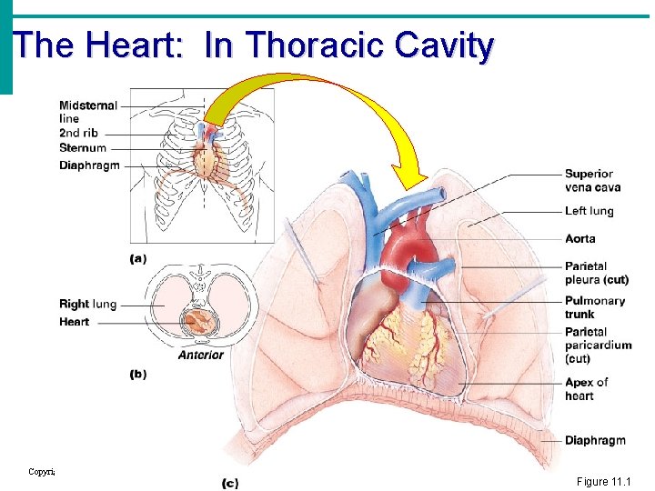The Heart: In Thoracic Cavity Copyright © 2003 Pearson Education, Inc. publishing as Benjamin