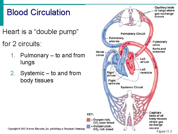 Blood Circulation Heart is a “double pump” for 2 circuits: 1. Pulmonary – to