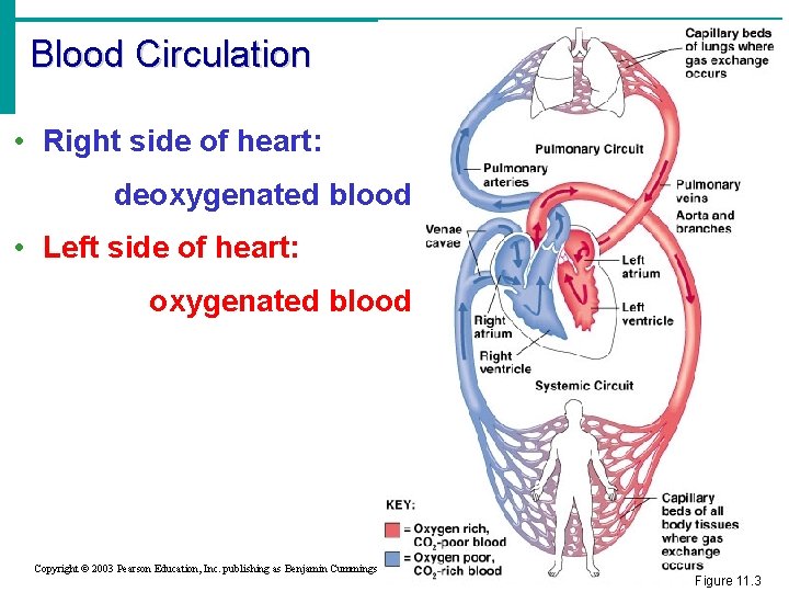 Blood Circulation • Right side of heart: deoxygenated blood • Left side of heart: