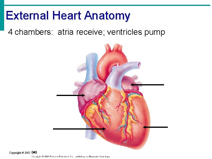 External Heart Anatomy 4 chambers: atria receive; ventricles pump Copyright © 2003 Pearson Education,