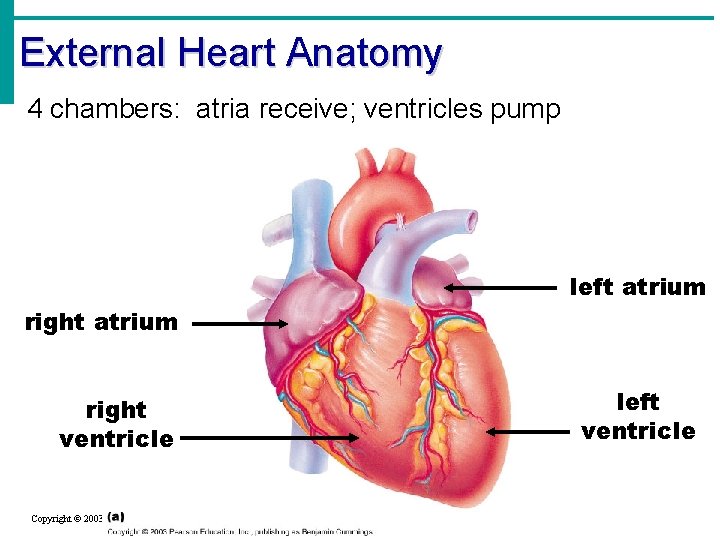 External Heart Anatomy 4 chambers: atria receive; ventricles pump left atrium right ventricle Copyright