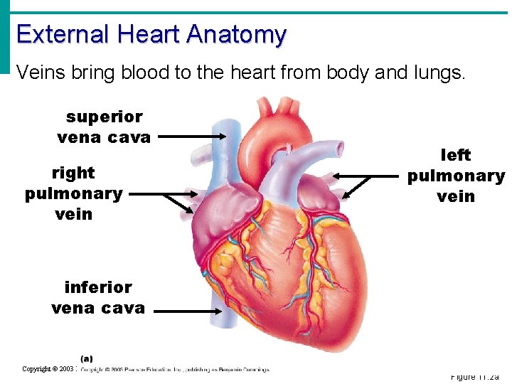 External Heart Anatomy Veins bring blood to the heart from body and lungs. superior