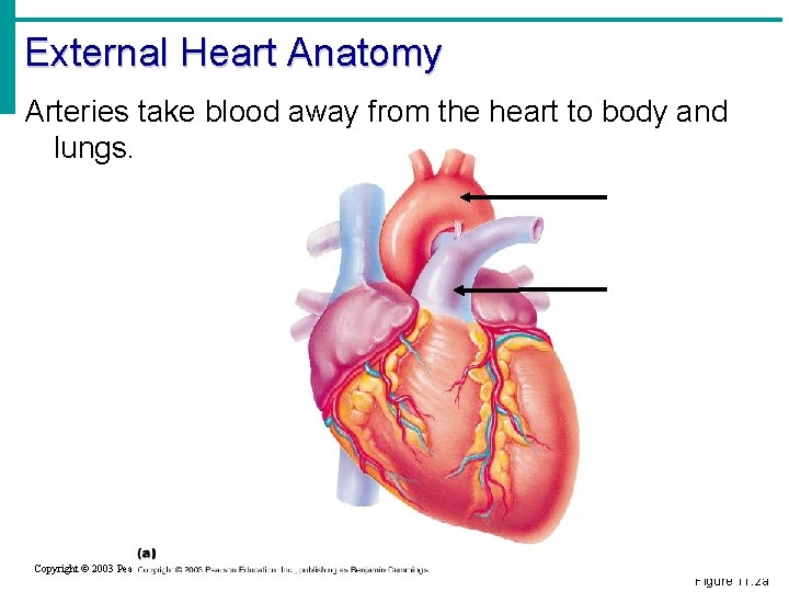 External Heart Anatomy Arteries take blood away from the heart to body and lungs.